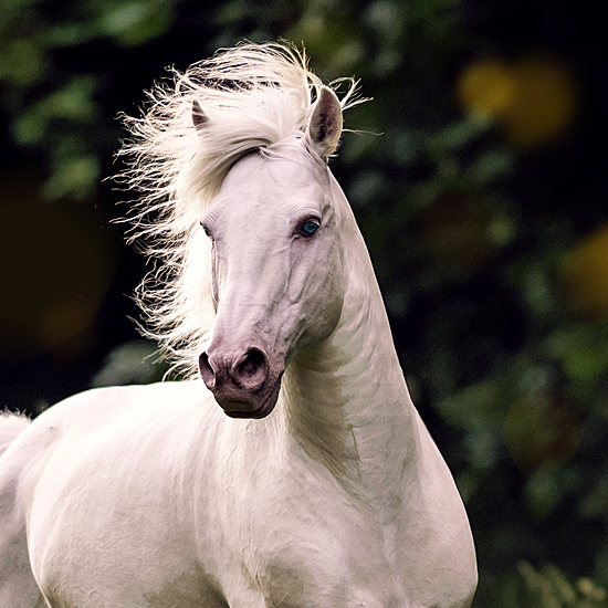 main-diamante-azul-lusitano