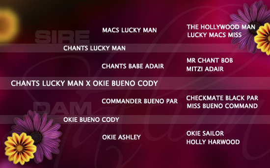 ped-nachzucht_chants-lucky-man-x-okie-bueno-cody ped-nachzucht_chants-lucky-man-x-okie-bueno-cody