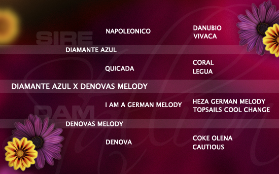 ped-nachzucht_diamante-azul-x-denovas-melody ped-nachzucht_diamante-azul-x-denovas-melody