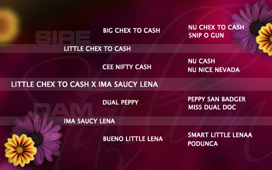 ped-nachzucht_little-chex-to-cash-x-ima-saucy-lena ped-nachzucht_little-chex-to-cash-x-ima-saucy-lena