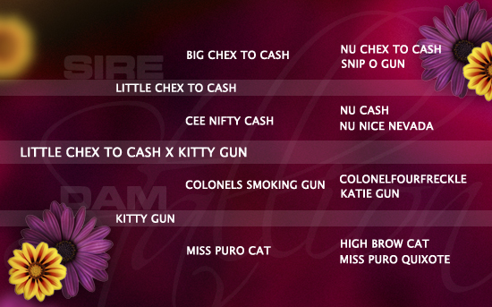 ped-nachzucht_little-chex-to-cash-x-kitty-gun ped-nachzucht_little-chex-to-cash-x-kitty-gun