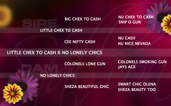 ped-nachzucht_little-chex-to-cash-x-no-lonely-chics ped-nachzucht_little-chex-to-cash-x-no-lonely-chics