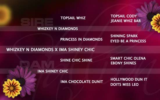 ped-nachzucht_whizkey-n-diamonds-x-ima-shiney-chic ped-nachzucht_whizkey-n-diamonds-x-ima-shiney-chic