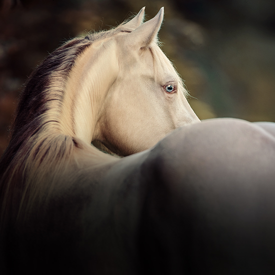 main-best-of-spook-american-quarter-horse2 main-best-of-spook-american-quarter-horse2