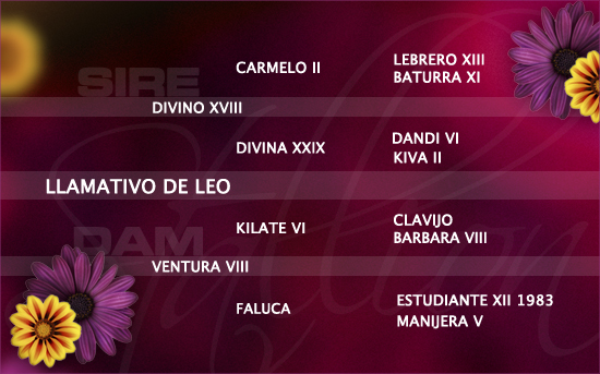 2020-04_sa_pedigree_llamativo-de-leo 2020-04_sa_pedigree_llamativo-de-leo